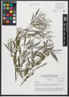 Foto von Salix alba L.